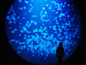 世界一のクラゲ水族館にうっとり！鶴岡市立加茂水族館