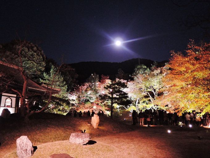1日目 夜：季節ごとの夜の京都を楽しめるライトアップイベント