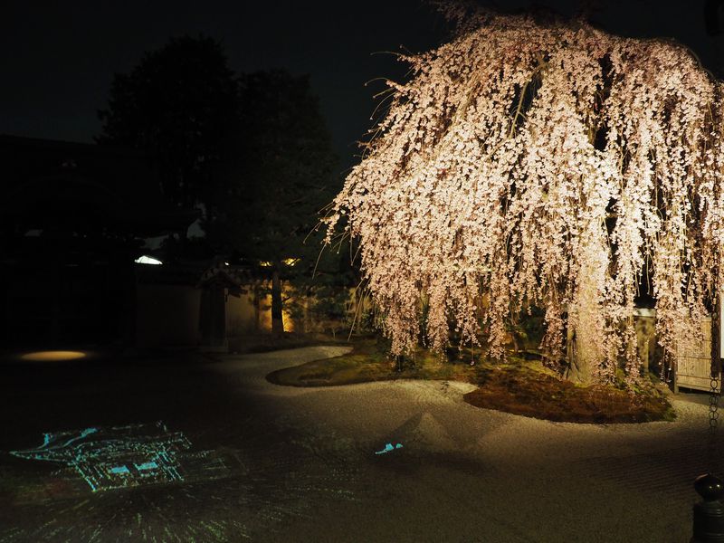 京都「高台寺」夜間拝観のライトアップ！ねねの枝垂れ桜が見事