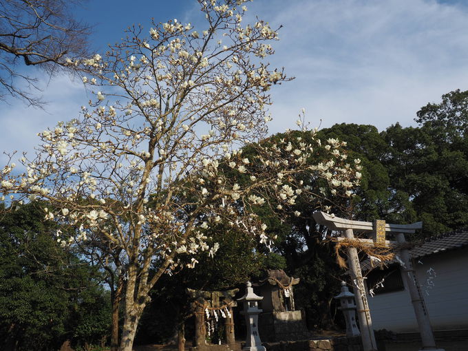 �l�G�܁X�̉ԍ炭 �C�����ǂ�����