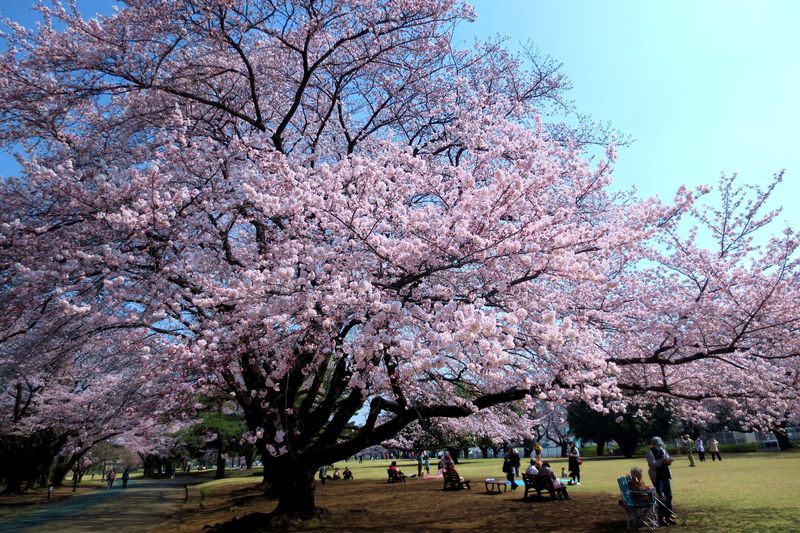 桜に馴染むアメリカン！埼玉・稲荷山公園で花見と一緒に楽しむスポット