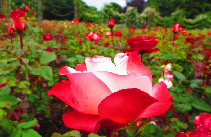 oƃh̒]y߂u[WFcEp[Nvuv[YEqv