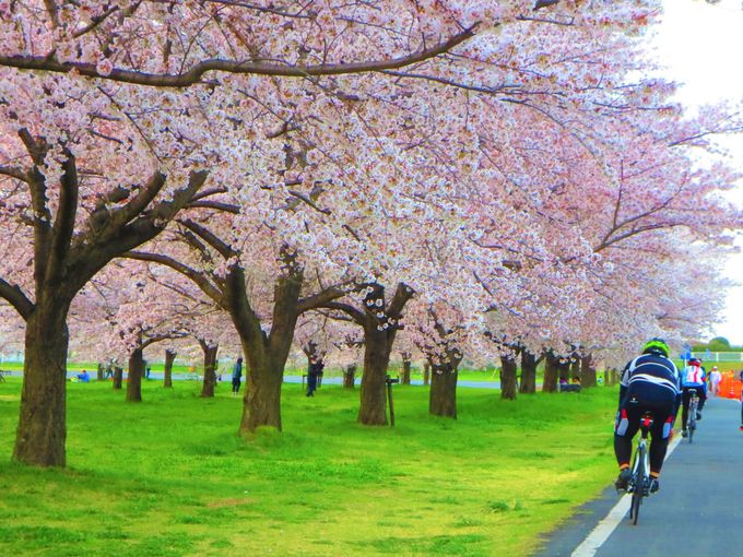 怒涛の桜景色を横目に疾走不可能！狭山市・新富士見橋の桜並木