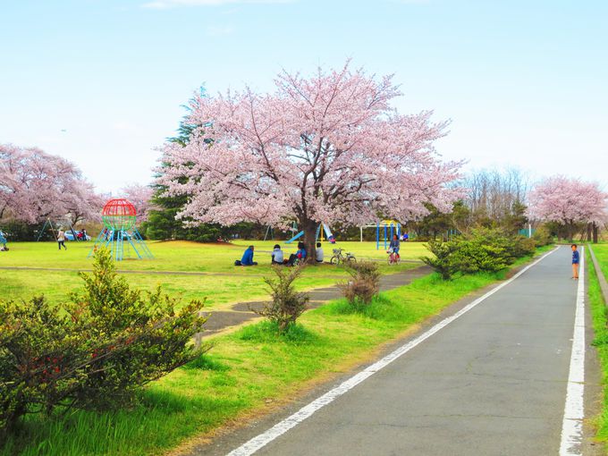 桜のアーチをくぐり抜ける、柏原地区