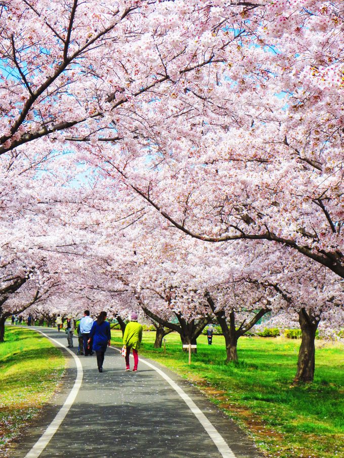 桜のアーチをくぐり抜ける、柏原地区