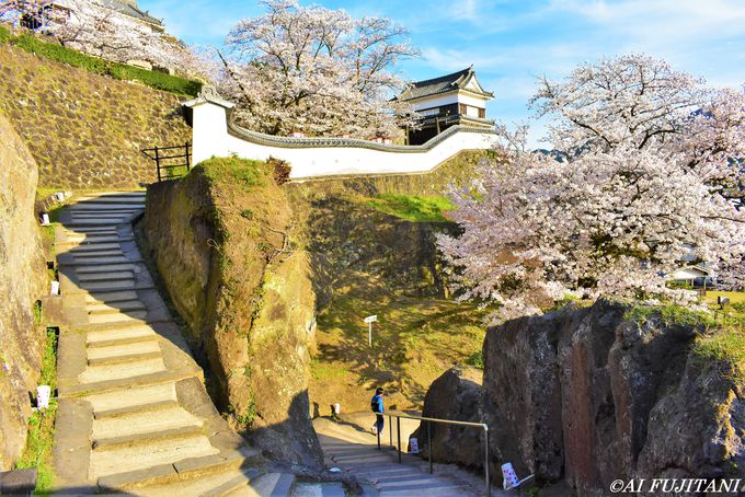 大分県屈指のお花見スポット臼杵市 おすすめ桜の名所３選 大分県 Lineトラベルjp 旅行ガイド