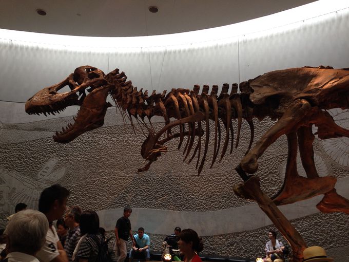 本物の恐竜の化石も展示！