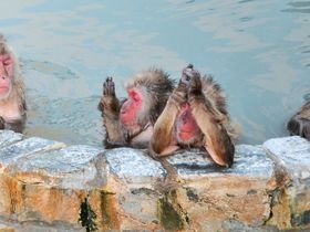 五郎丸ポーズ？北海道「函館市熱帯植物園」の温泉に入るサルがかわいい