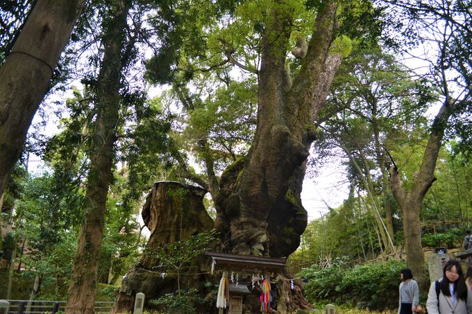 lC̃pX|u{_ЁvBt̍͂̓H