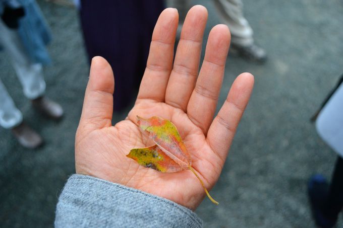 lC̃pX|u{_ЁvBt̍͂̓H