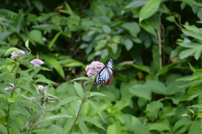 ô͂WI钱EATM}_ɉ