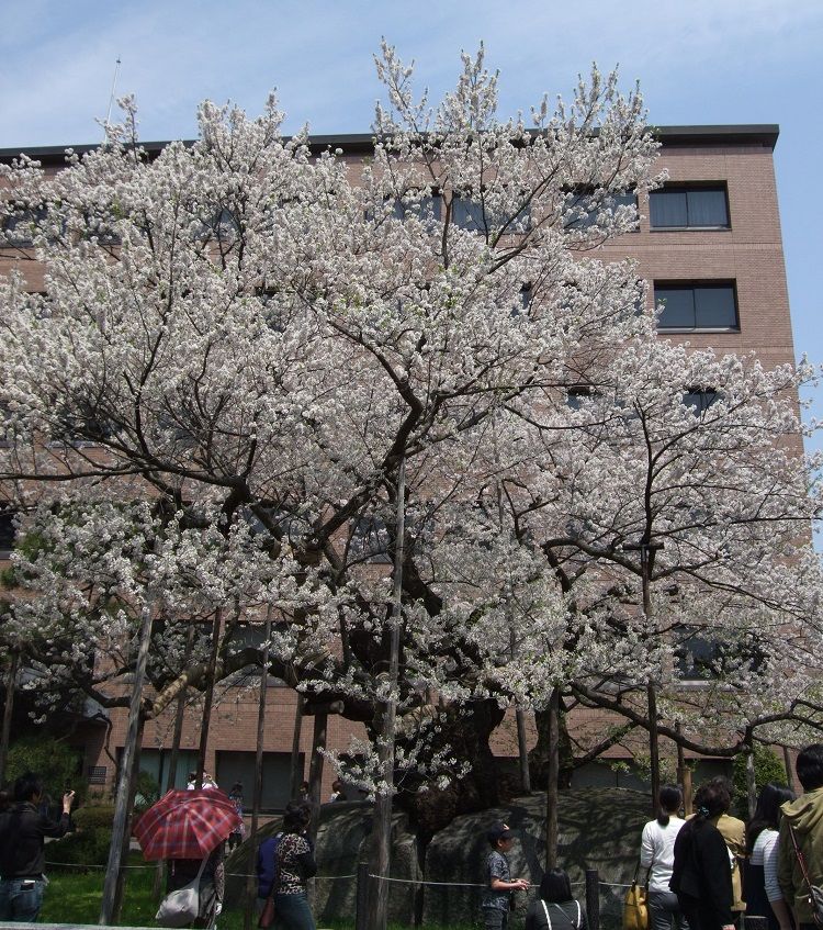 石を割って咲く！天然記念物の石割桜は春必見