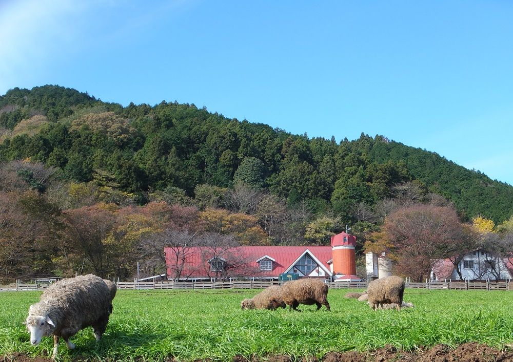 4. 服部牧場（神奈川県）