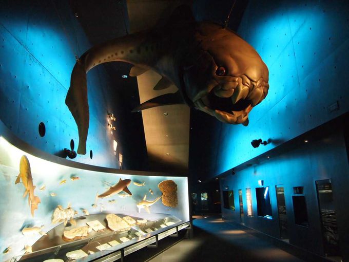 アーティスティックな展示空間の中に浮かびあがる「生きた化石」