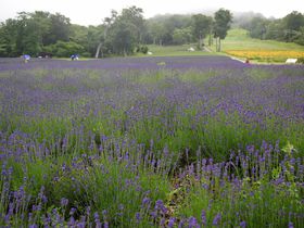 �����͂��ꂩ��I�֓��ő�5�����̃��x���_�[���Ə�B�O����!�`�Q�n�����c�s�̋L���T���l�C��