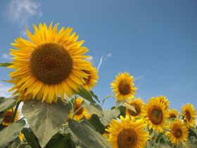 Č̂Ђ܂蔨uTt[tFXvI60{̂Ђ܂ɍs`Rkms̋LTlC