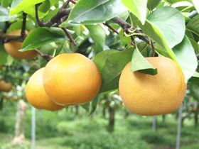 1RCTOO~̖o!! Ԗŏ{̔uvHו`錧E݂s̋LTlC