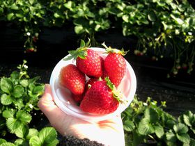 ���傢�����Ɋ���!!�k�֓��ő�u�v�q�ό��������c�n�v�ł��������I�̋L���T���l�C��