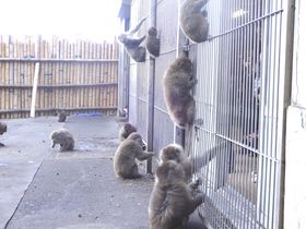 �B�ɓ���̂͐l��!?��ɓ��u�g���艑 �����v�Ŗ쐶�̉��ɂ����A�I�̋L���T���l�C��