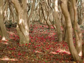 まるで赤い絨毯！萩の笠山で一面の椿を楽しもう！