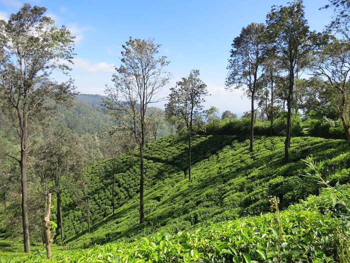 スリランカ中央高地の秘宿「ザ・シークレット・エッラ」で、茶畑に囲まれた優雅な休日を