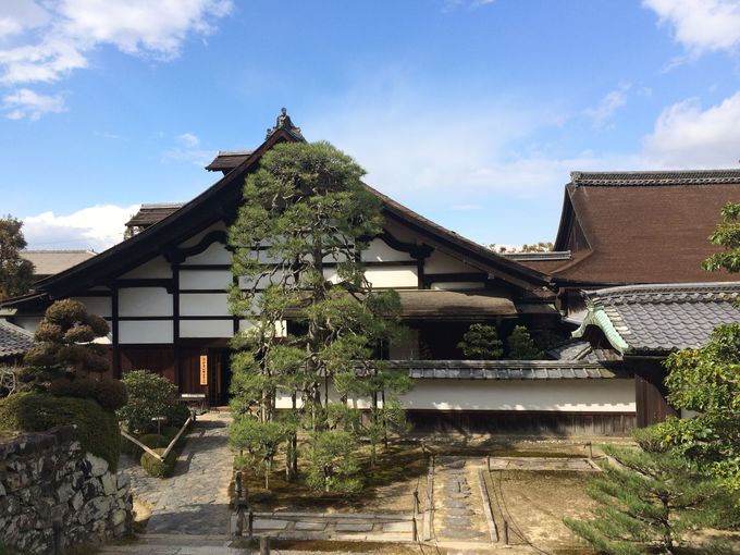 樹齢約400年の「枝垂れ松」と重要文化財の僧侶の居住場所「庫裏（くり）」