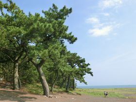 静岡・清水「三保の松原」“羽衣伝説”と“エレーヌの物語”