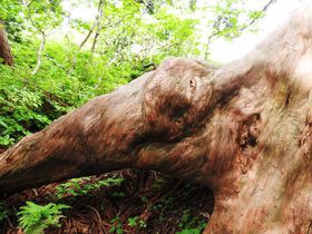 Vu卲nΖVRVv͗C킽VRpفI̋LTlC