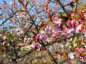 �m���u���z���r�v�ɏt�������I5400�{�̑��t�̔~�т�������̋L���T���l�C��