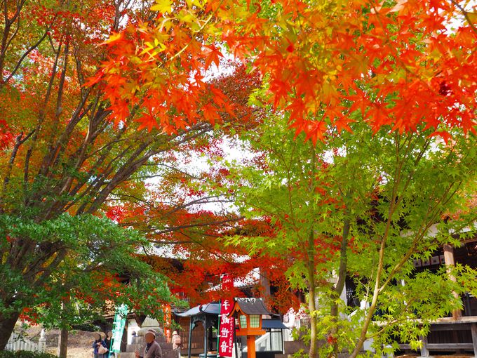 �������E�{���̌��ǂ���ƍg�t