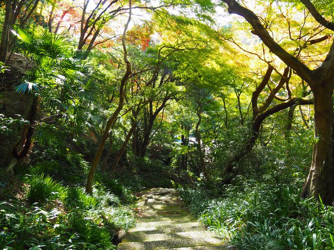 �ؑ]�쉈���`��̊ω����܂�