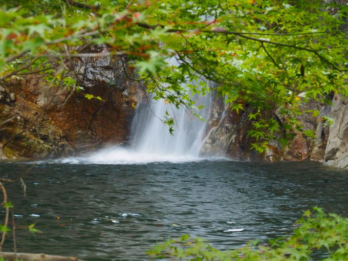 �΂��ӂ�鎓��i�߂񂽂��j�̐X�ї�