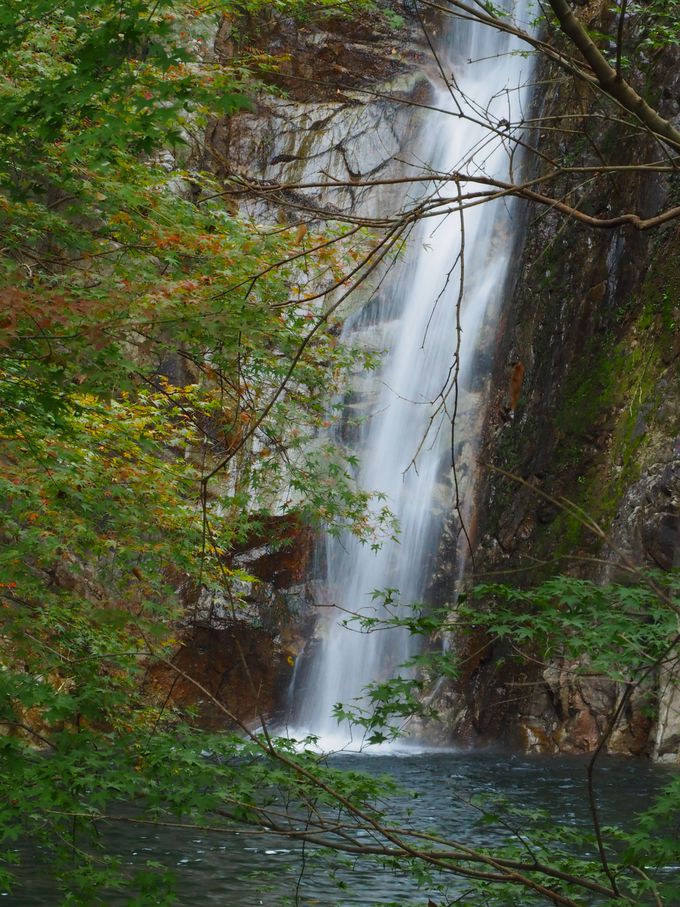 �΂��ӂ�鎓��i�߂񂽂��j�̐X�ї�