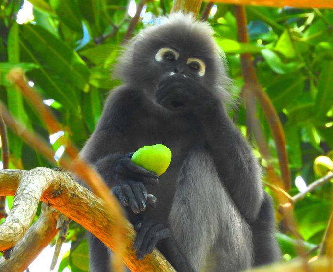 カワイイ動物と遭遇 マレーシア ランカウイ島ジャングル トレッキング マレーシア トラベルjp 旅行ガイド