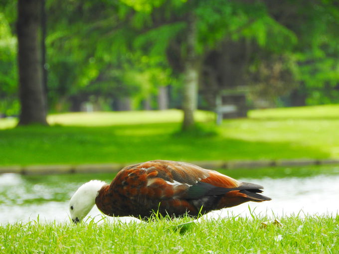 �����𒭂߂�Ȃ�A�f�b�L���r�N�g���A�Ύ��ӂ�