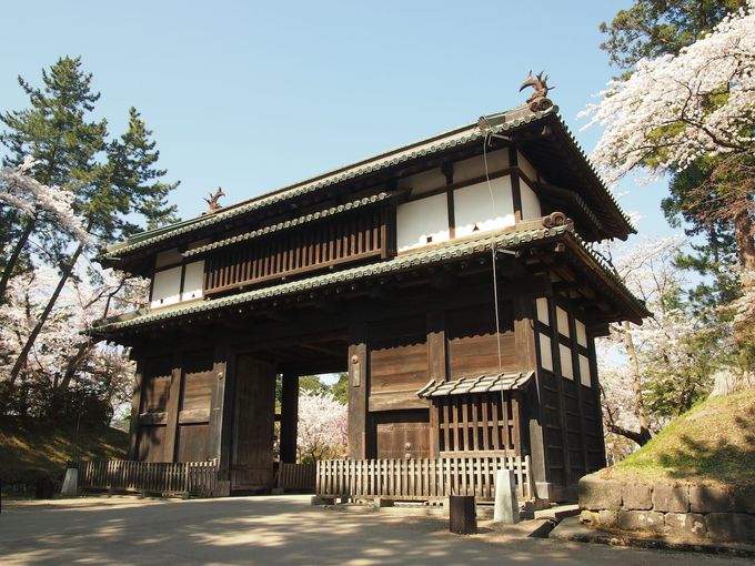 弘前の桜の歴史と、今年の開花予想！