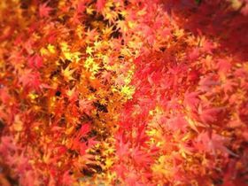 kقǋ߂ILcsuՌvgty߂鏄藷̋LTlC