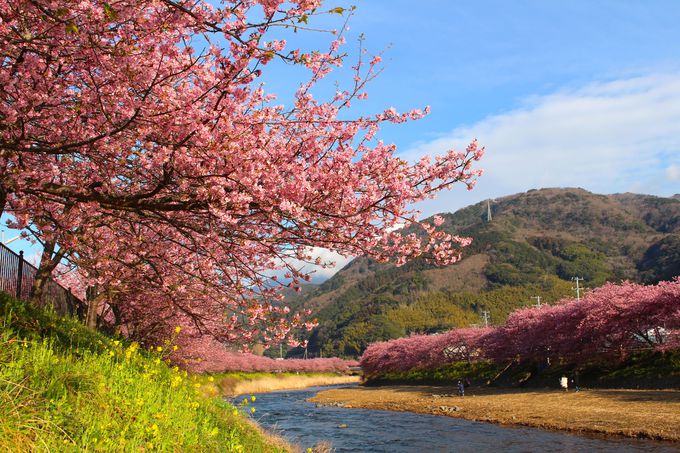 本州一早咲き「伊豆河津桜まつり」で春を先取り