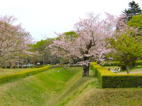 佐倉城と国立歴史民俗博物館は、ピクニック気分で1日中楽しめるサクラの観光名所
