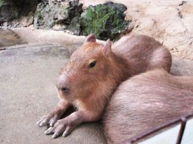 JsoBƂӂꂠOIuÔMьv̓IV̍I̋LTlC