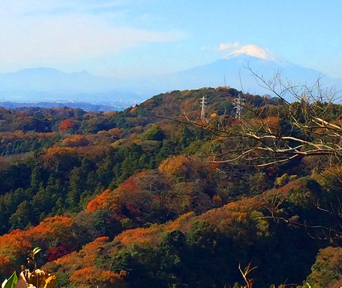 「鎌倉アルプス」からの眺望は抜群！天園ハイキングコース