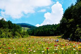 400���ւ̂�聕�󒆎U���I�Ȗ؁E�n���^�[�}�E���e�������̉Ă̓��t�g�ł��Ԍ��I�̋L���T���l�C��