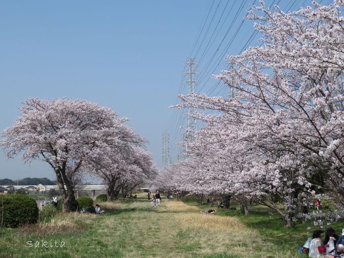 ラストは桜のトンネル 千葉 花見川 で堪能したい全長４kmの桜道 千葉県 トラベルjp 旅行ガイド