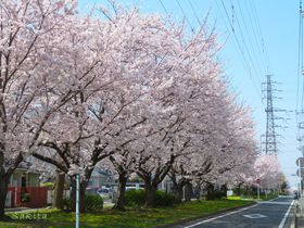 ラストは桜のトンネル！千葉「花見川」で堪能したい全長４kmの桜道