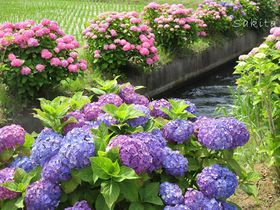 �c����5000���̎��z�ԁI�_�ސ�u�J�������������܂�v�̋L���T���l�C��