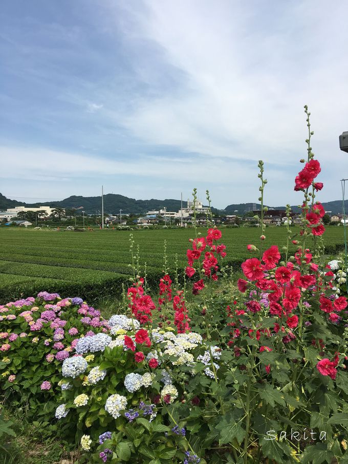 田園に5000株の紫陽花 神奈川 開成町あじさいまつり 神奈川県 Lineトラベルjp 旅行ガイド