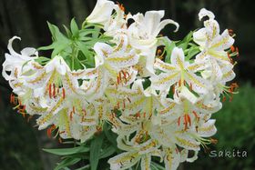 3000���̃��}�����ŗ����I��ʁE���c�����u�ːX�ь����̓T�C�N�����O���������߂̋L���T���l�C��