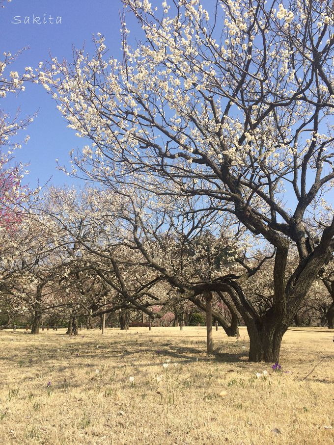 [̔~т͕ɓĊJI؂ႢI