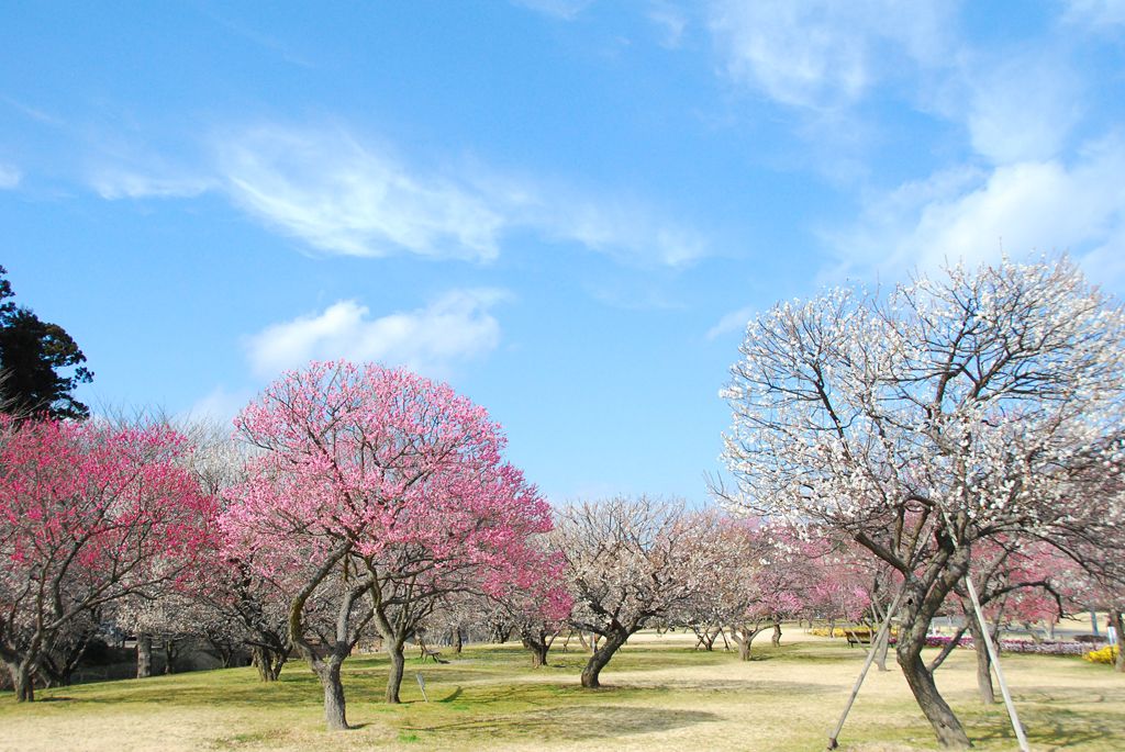 [̔~т͂Rucߖ~сvúX~сvuwy~сv