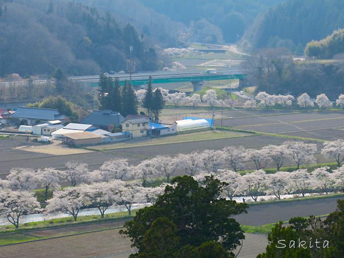 桜並木が両岸5キロ 福島 夏井千本桜は4月中 下旬が見頃 福島県 トラベルjp 旅行ガイド